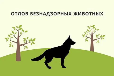 Отлов безнадзорных собак!.