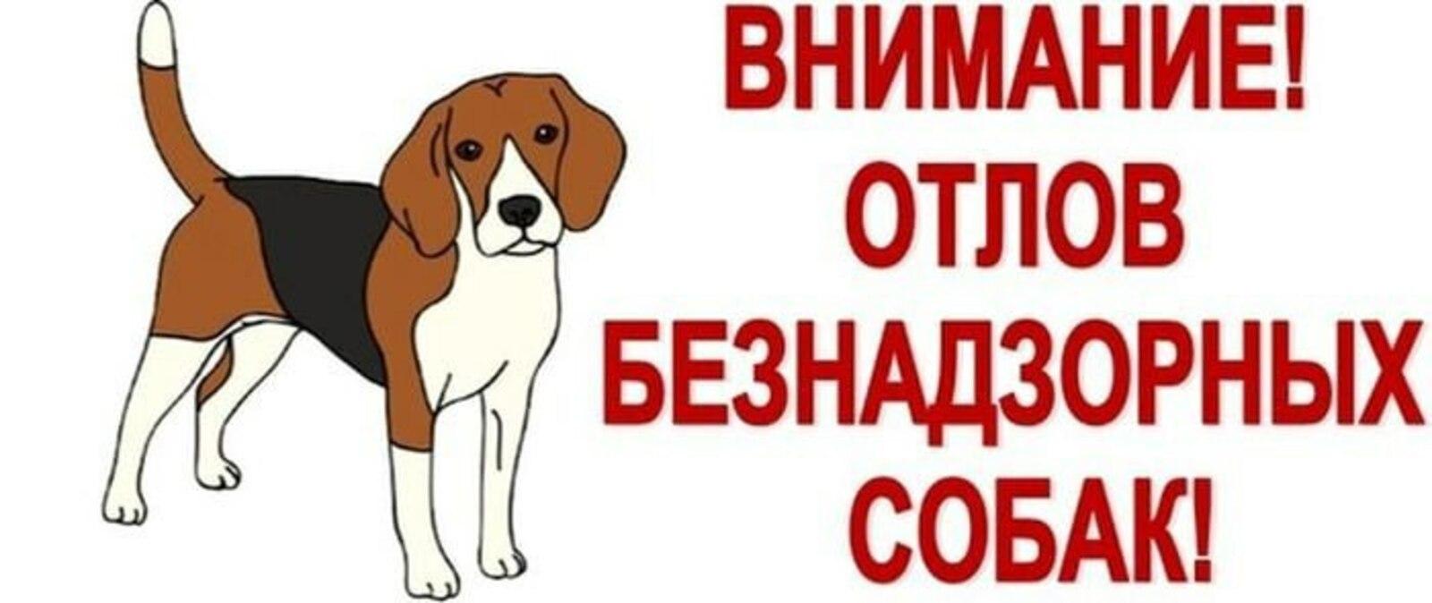 Отлов собак!.