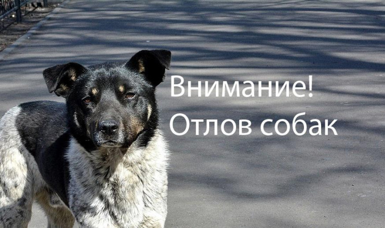 Отлов животных без владельцев. Отлов животных без владельцев.